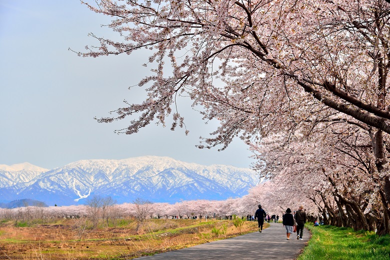 加治川の桜並木と雪山の風景
