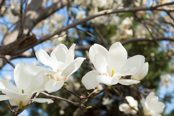 こぶしの花