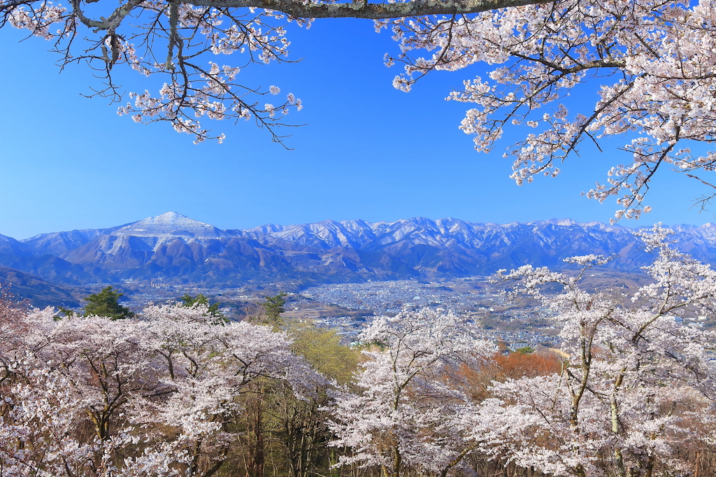 春の美の山公園