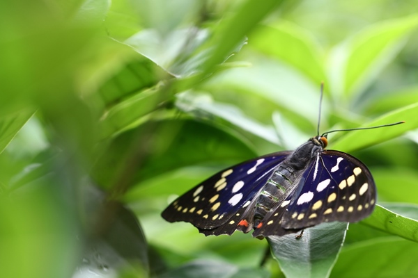 オオムラサキは国蝶