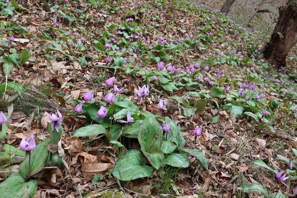 白砂公園カタクリの里