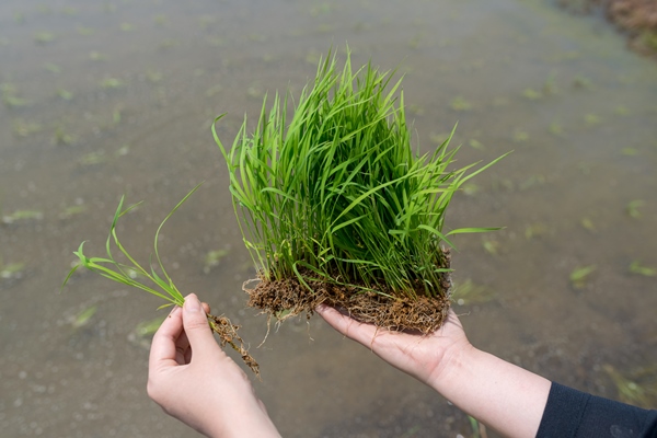 田植え体験できる「ライスパーク」