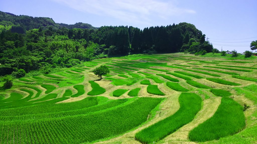 大山千枚田