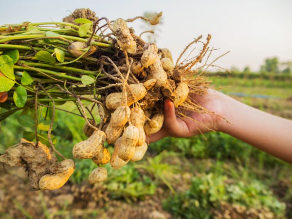 千葉は落花生の生産量NO.1