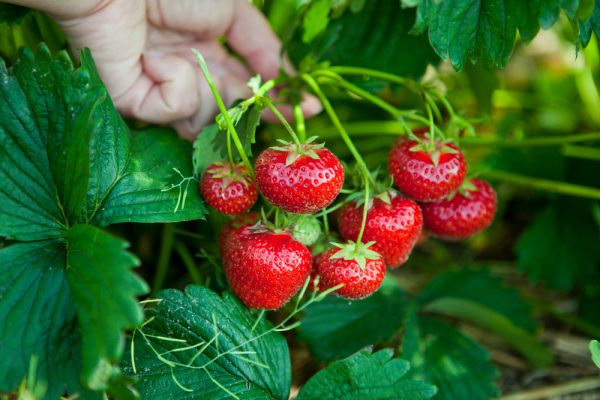 いちご狩りを楽しめる南房総