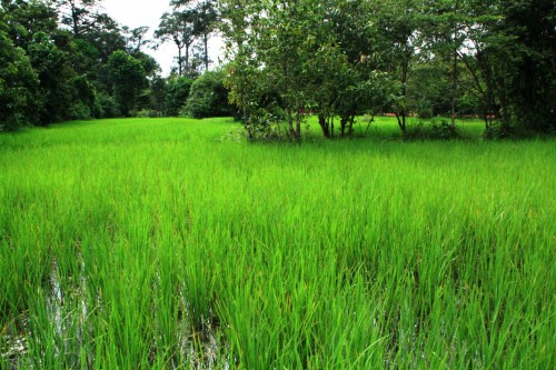 rice_paddy