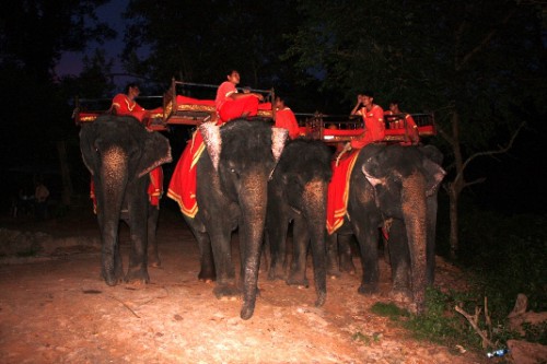 elephant_taxi2