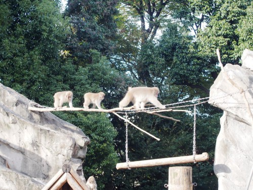 ueno_zoo08