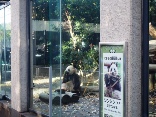 ueno_zoo14