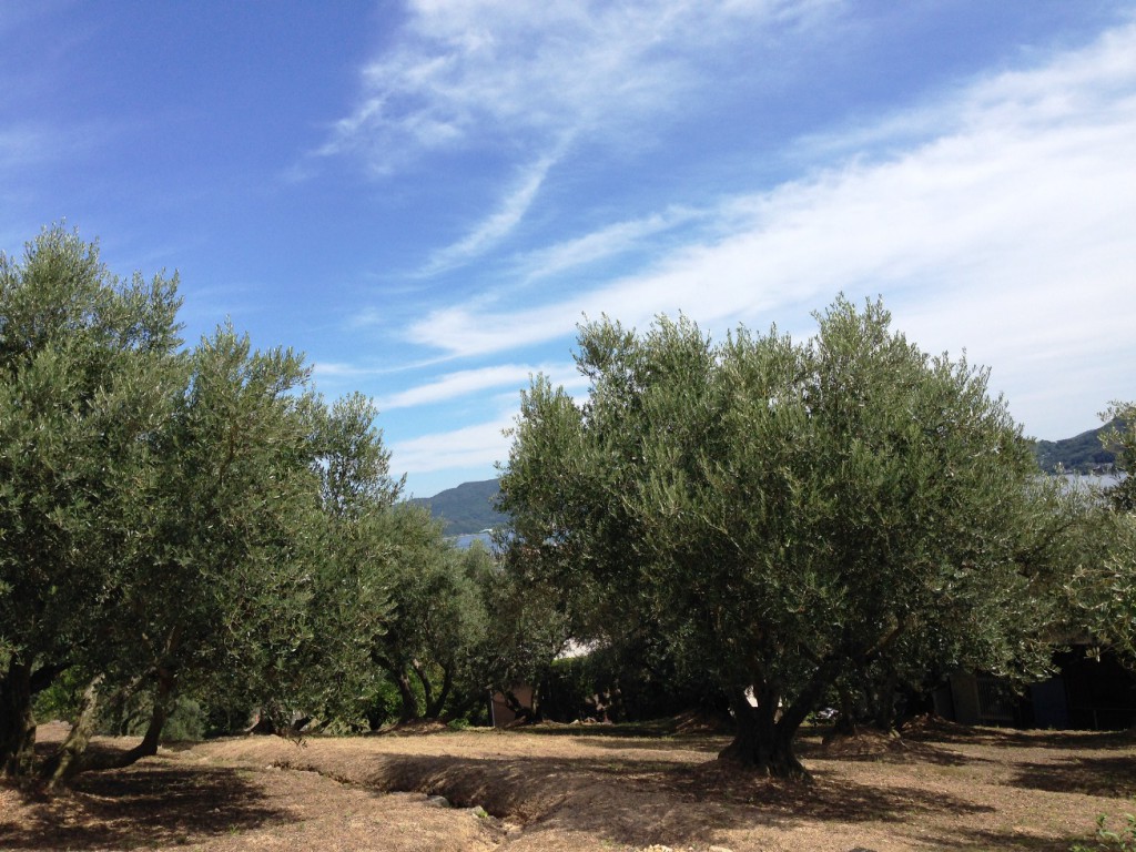olive_garden_farm