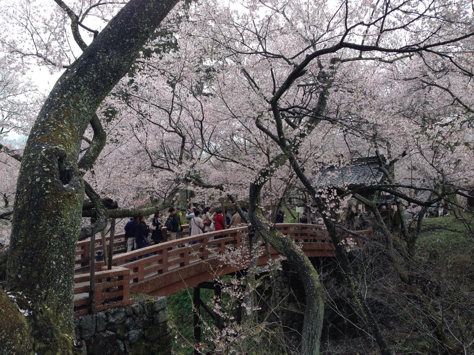 白兎橋の桜