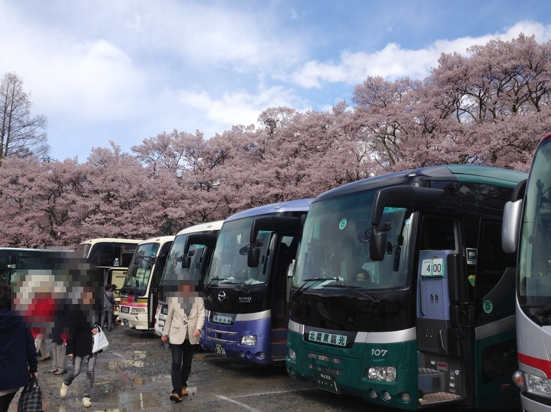 天下第一の桜「高遠コヒガンザクラ」はバスツアーで見に行こう！