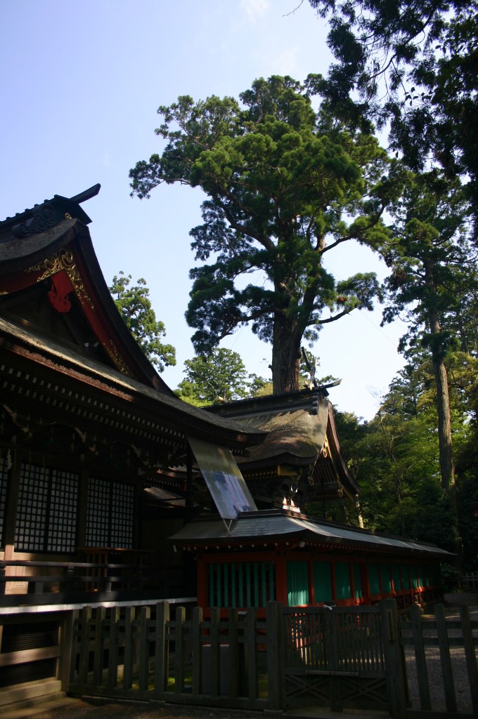 鹿島神宮のご神木