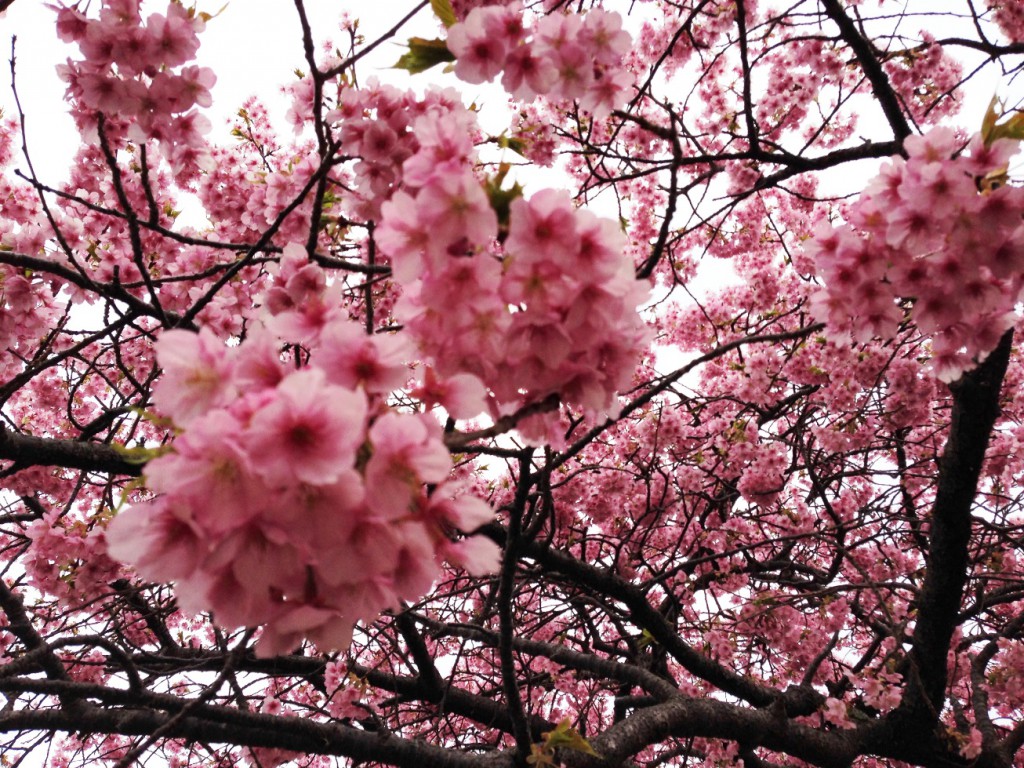 河津桜