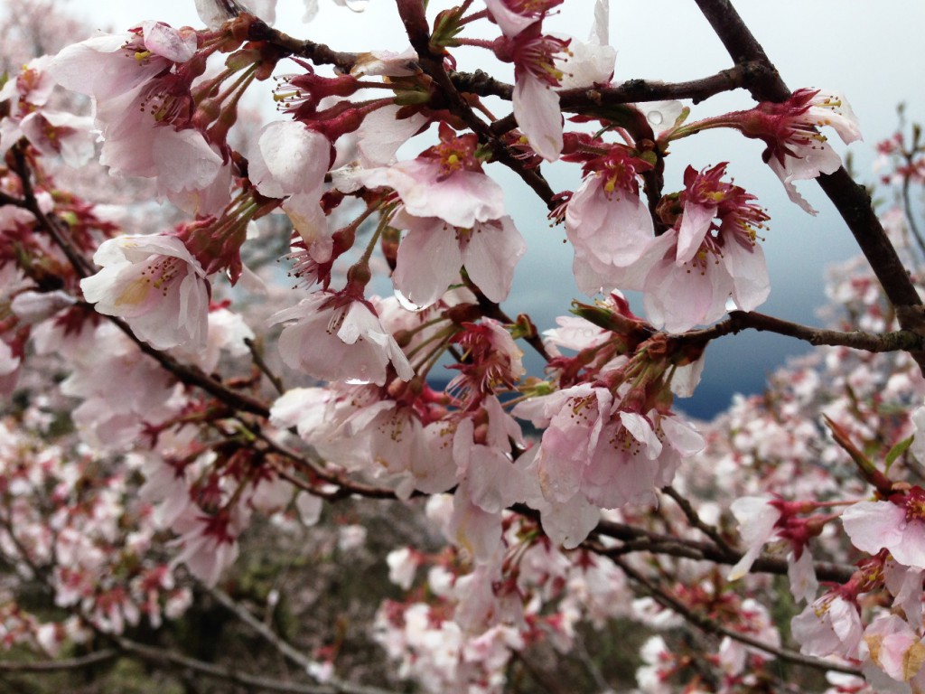 こぶりなコヒガンザクラの花