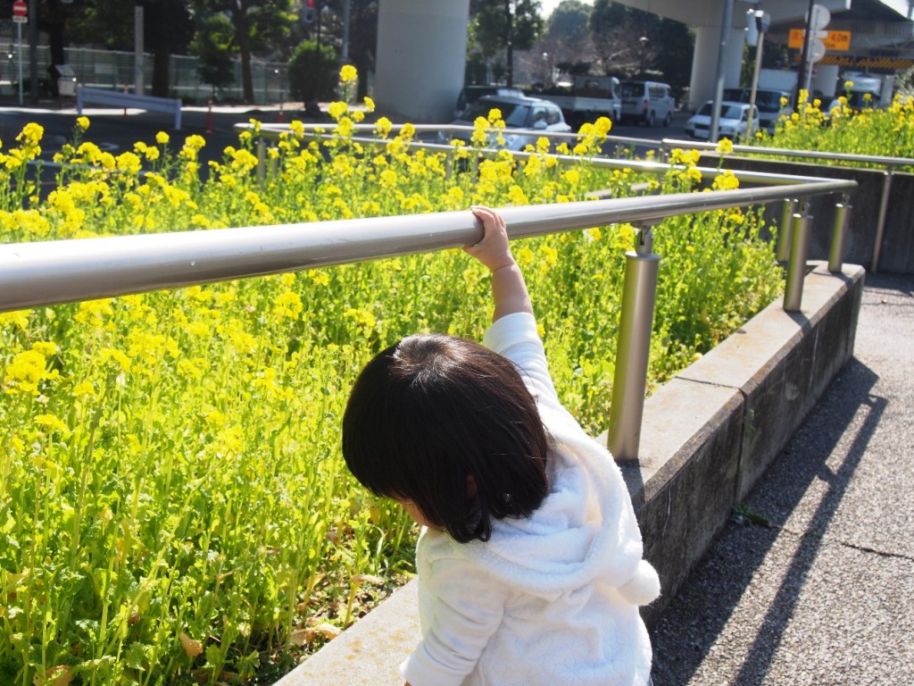 隅田川の菜の花