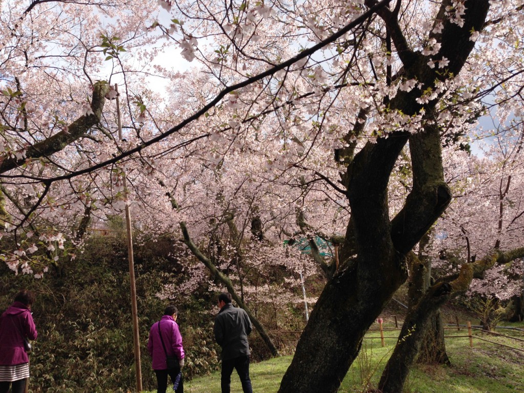 本丸あたりの桜