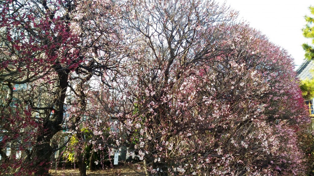 香取神社の「香梅園」