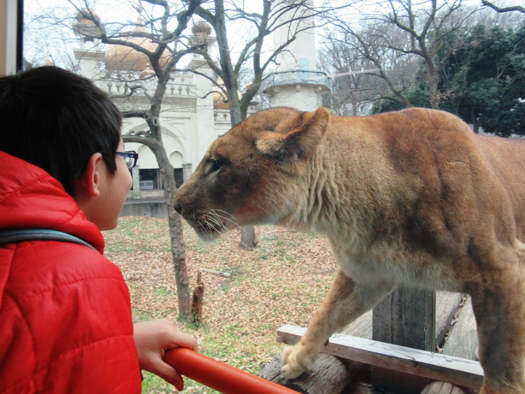 ライオンと窓越しににらめっこ