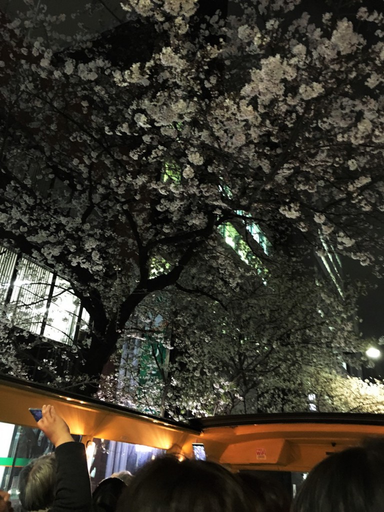 風情のある夜桜