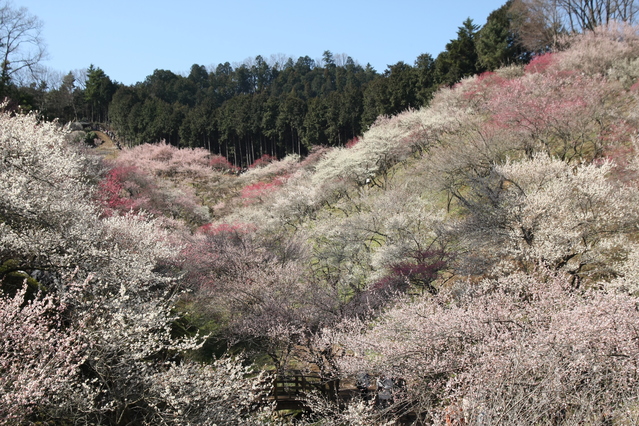 吉野梅郷