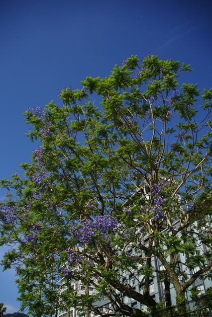 熱海のジャカランダは6月が花ざかり