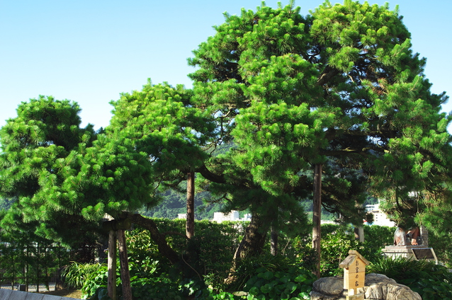 熱海のお宮の松