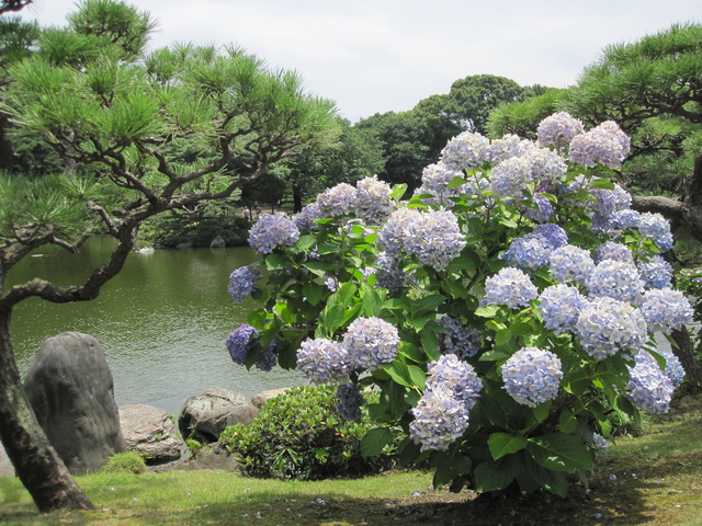 清澄庭園