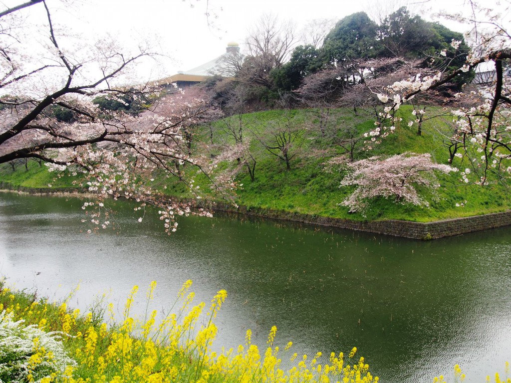 武道館と桜、菜の花