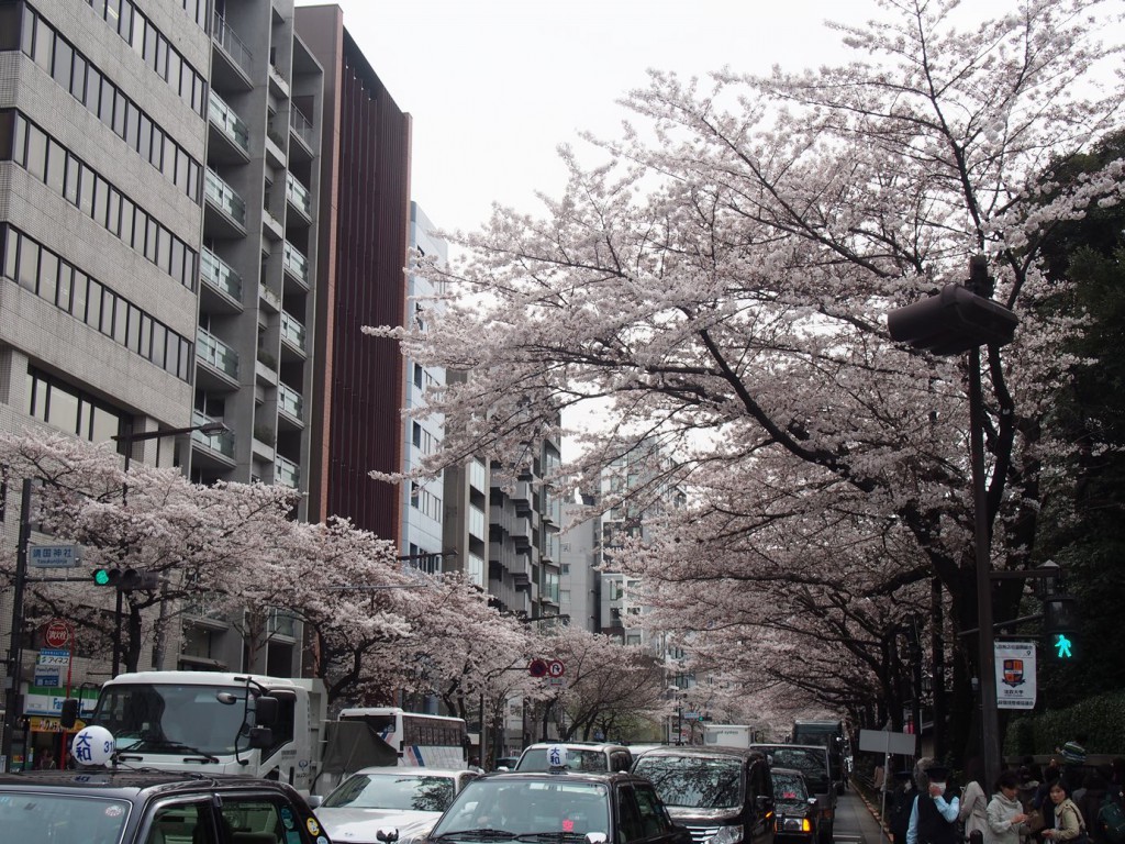 千鳥ヶ淵の桜並木