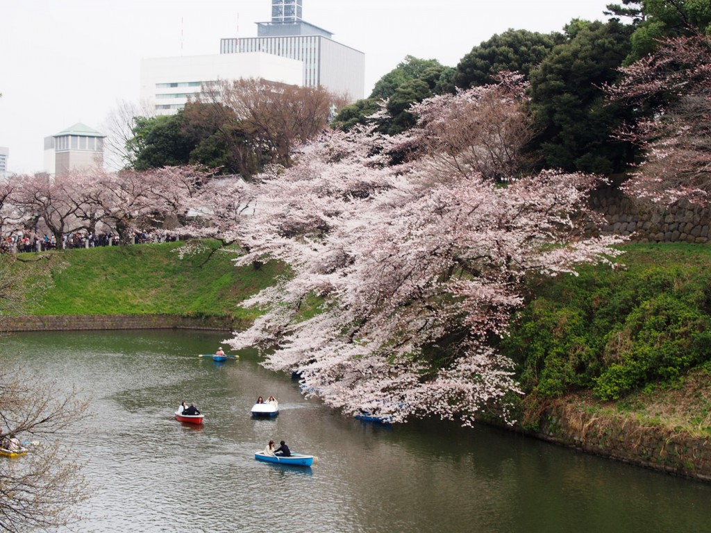 子連れも楽々！はとバス「東京桜半日ドライブ」