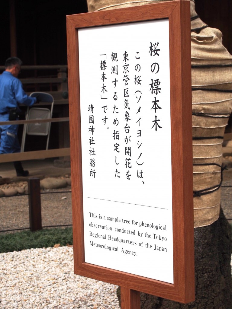 靖国神社の標本木