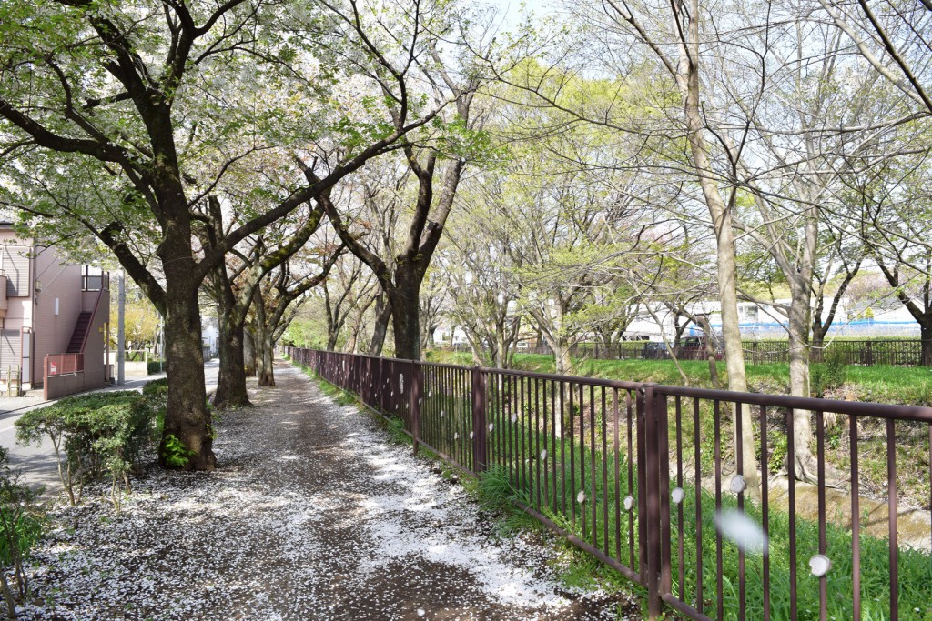 上水通り沿いの桜