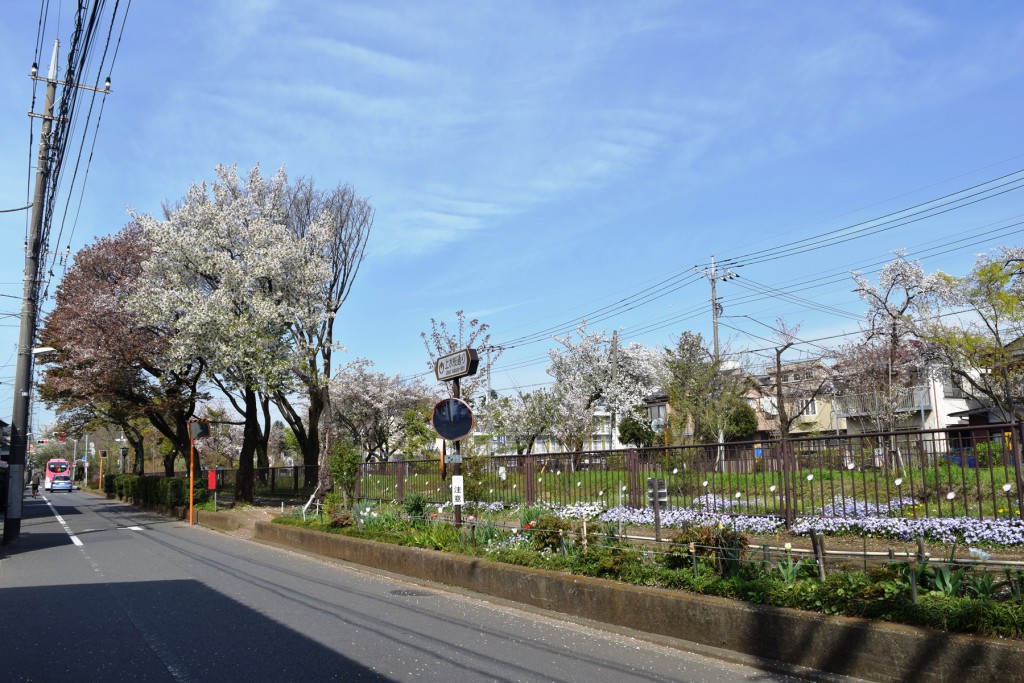 上水桜通り