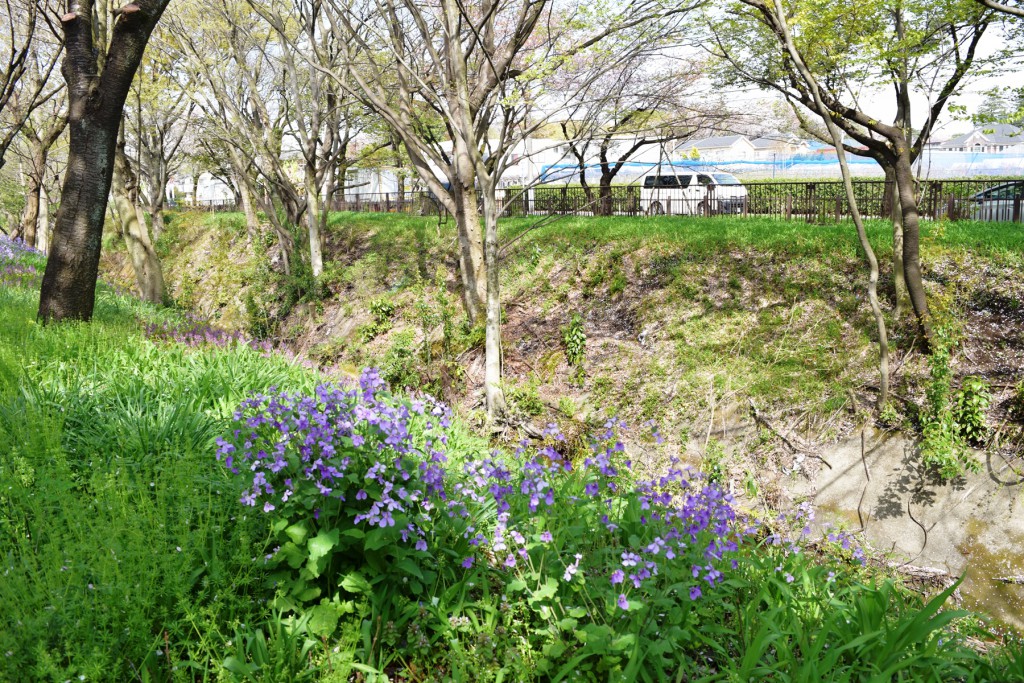 花がいっぱい咲いている上水桜通り