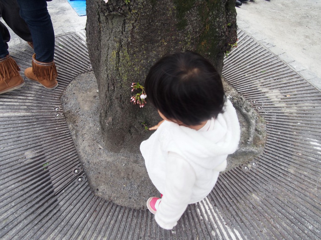 子ども目線にぴったりな桜