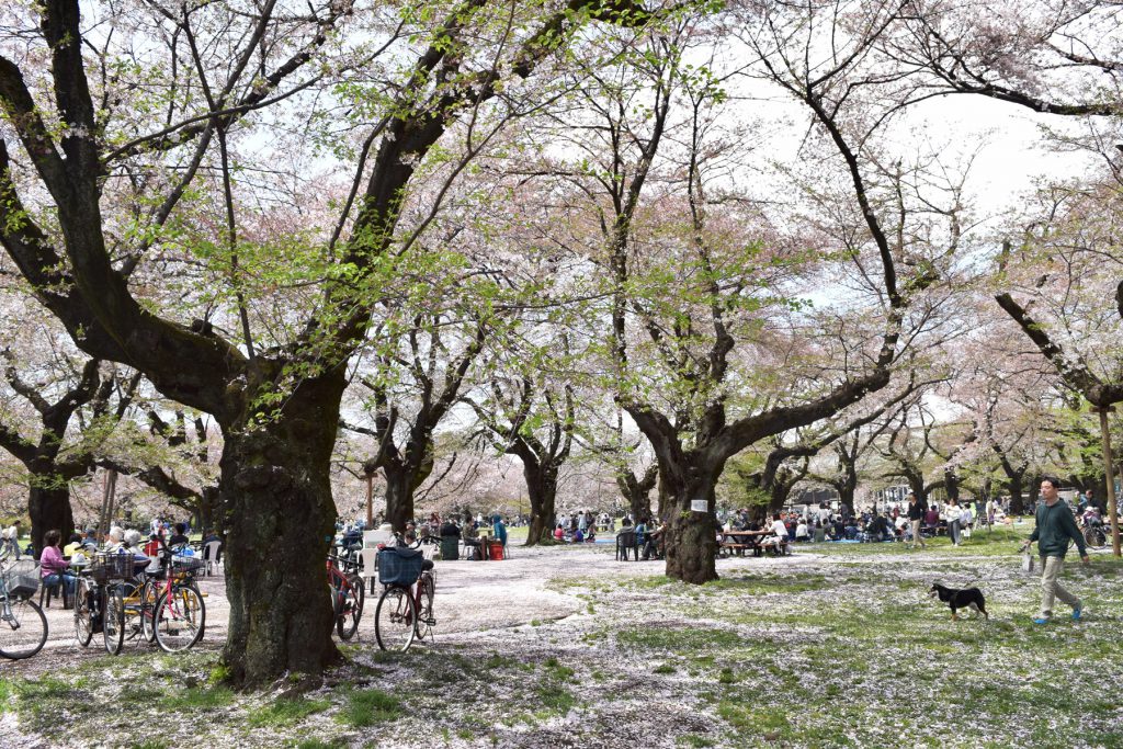 小金井公園