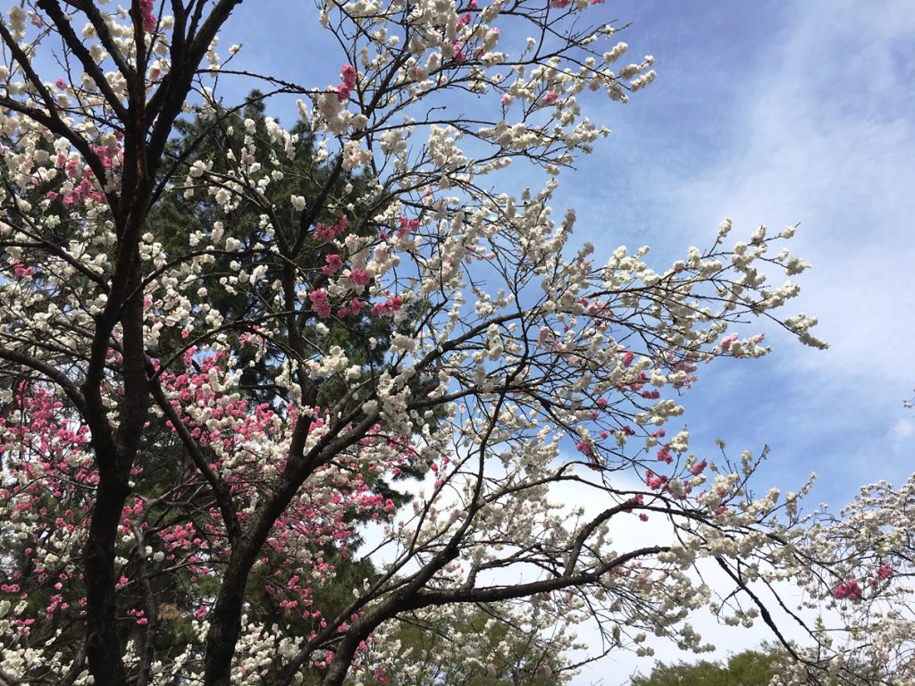 小金井公園の花