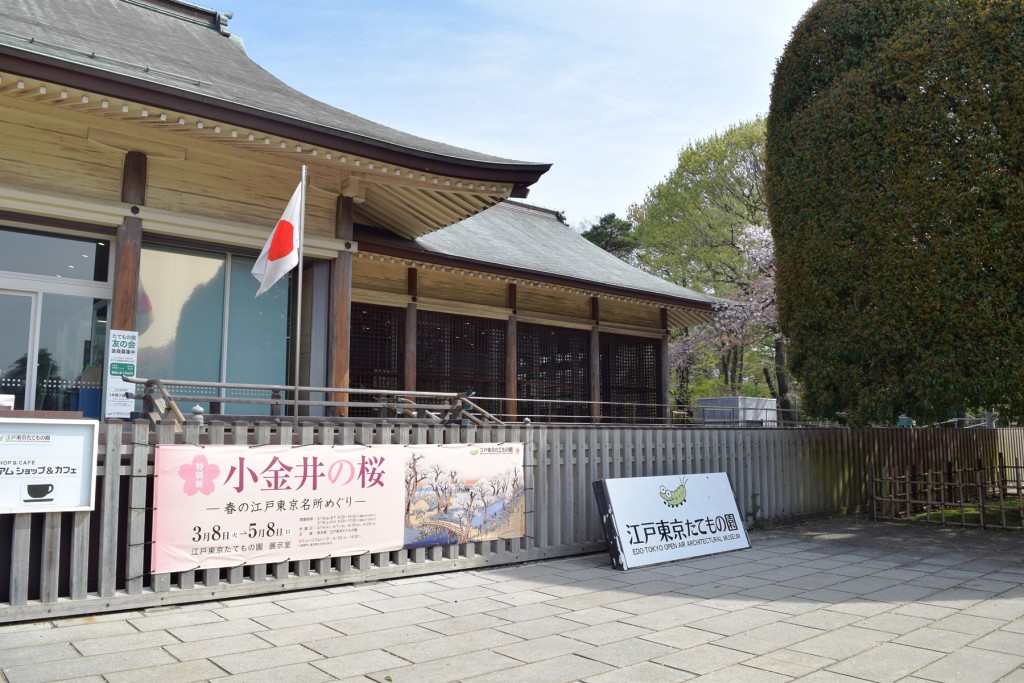 特別展「小金井の桜」開催中