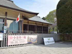 特別展「小金井の桜」開催中