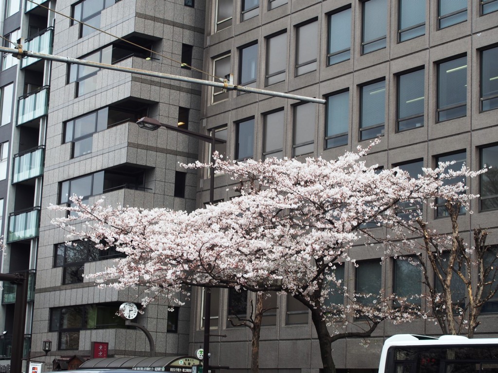 バス停の上の桜