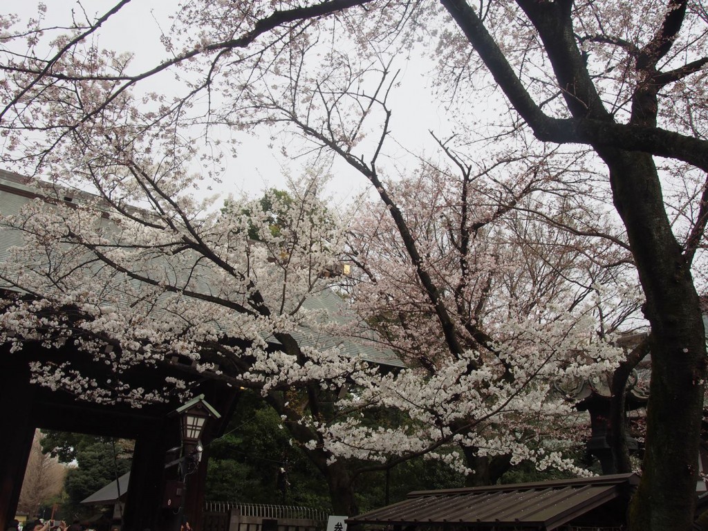 靖国神社の満開咲き桜