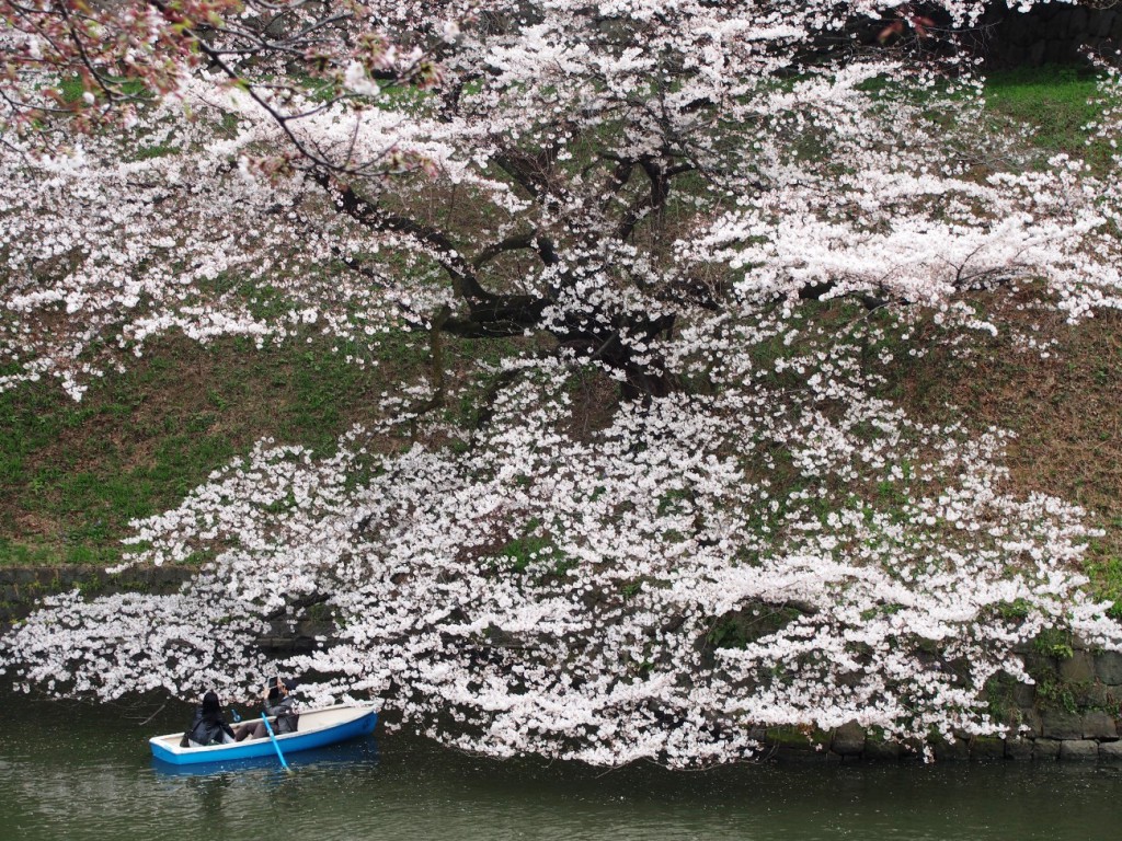 お濠まで垂れ下がる桜