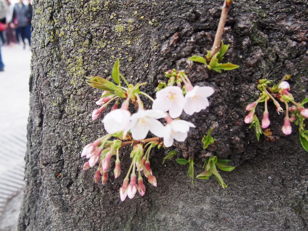 幹から咲く桜