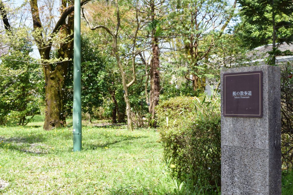 桜の散歩道