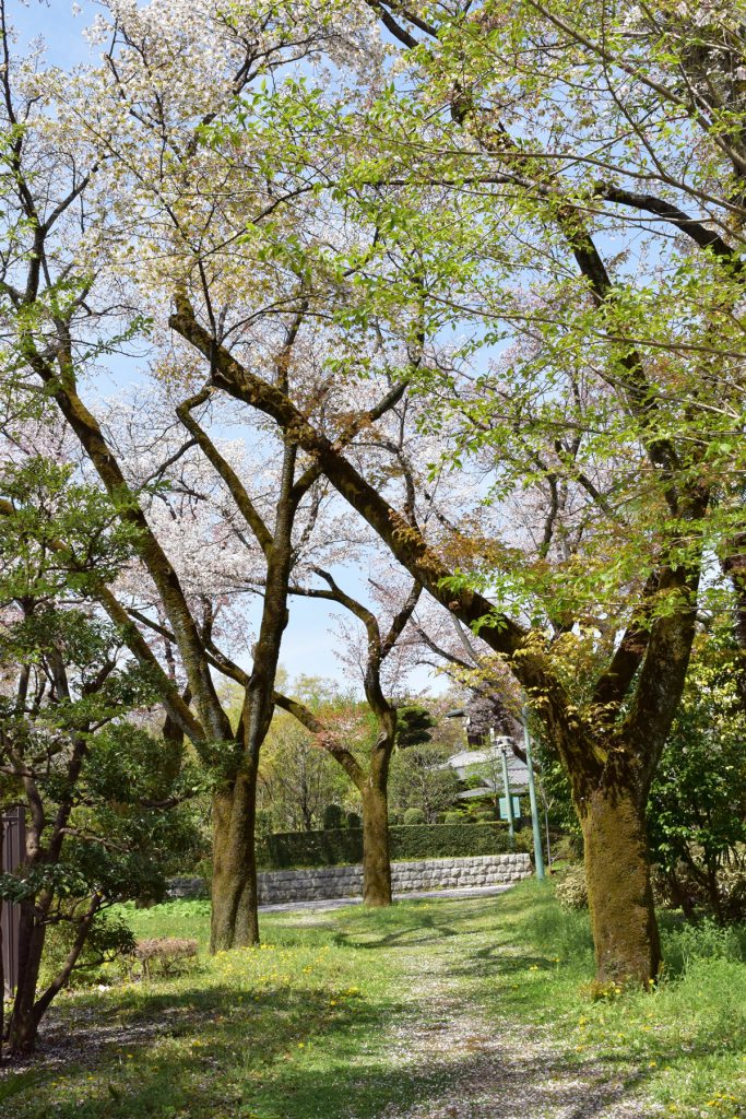 桜の小道をブラブラ