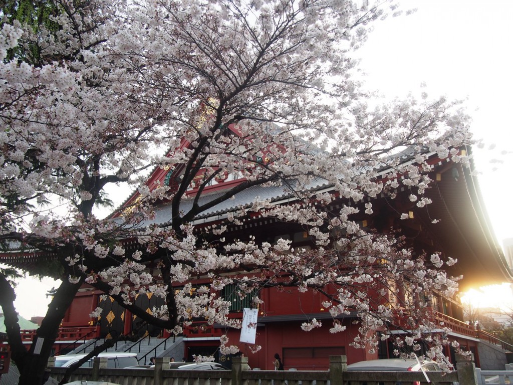 浅草寺と桜のコラボ