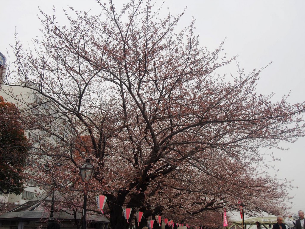 隅田公園の桜