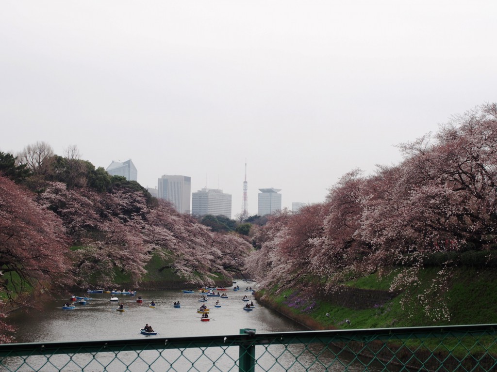 東京タワーと桜の競演