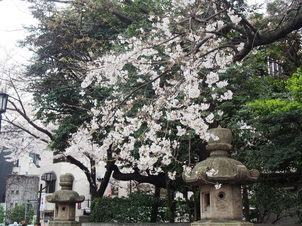 灯篭と桜のコラボレーション